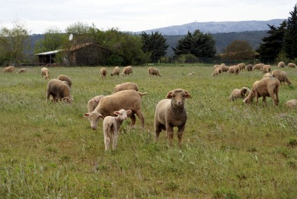 quand Google recrute un troupeau de chèvres Mouton10