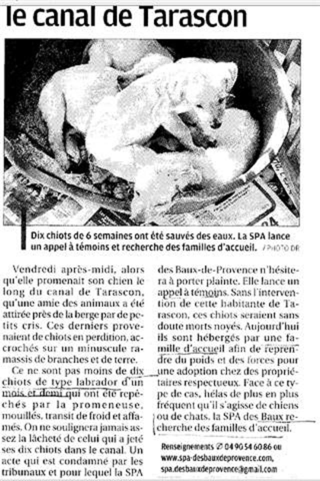 10 chiots de 6 semaines jetés dans un canal aux Baux de Provence Tarasc10