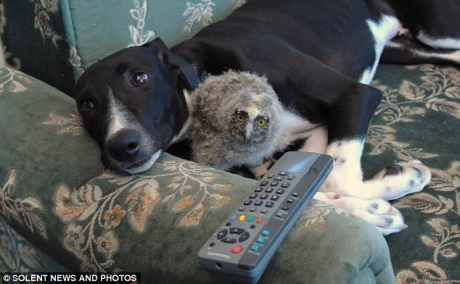 Insolite Un Bebe Hibou Adopte Par Un Chien Insolite Un Bebe Hibou Adopte Par Un Chien