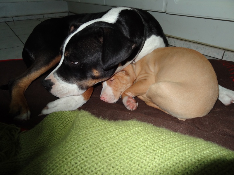 Mes 2 gros bébés  Dsc01712