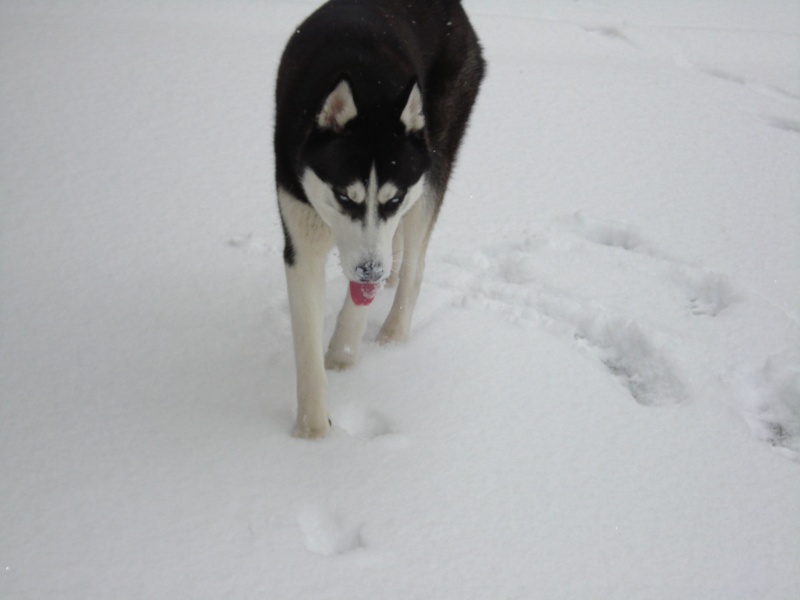 les premieres neige de nos loup - Page 2 Dsc02525