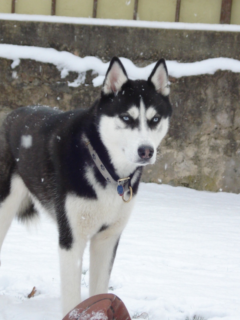 les premieres neige de nos loup - Page 2 Dsc02526