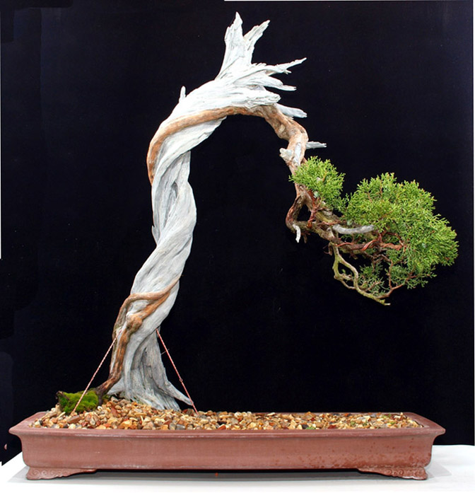 Another California Juniper repotted Caljun11