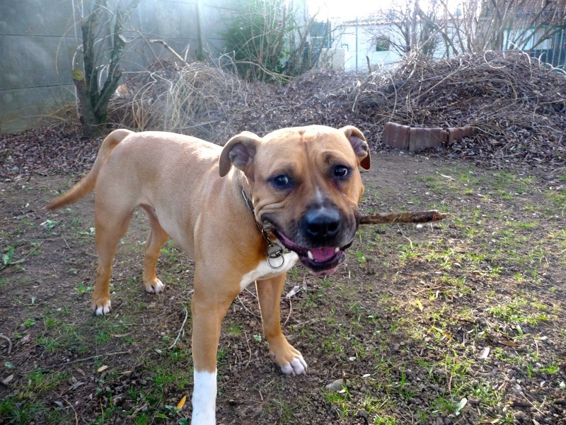 BOSS, mâle Amercian Staff (amstaff), beige et blanc, LOF P1060412