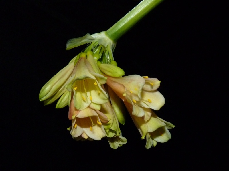 überwintern - Amaryllisgewächse - Amaryllidaceae (Hippeastrum, Clivia, Nerine, Amaryllis, Agapanthus, Allium, Narcissus & Co.) - Teil 1 - Seite 4 P1140114