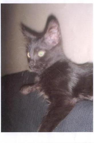 RIHANA petite chatte noire de 7 mois a l'adoption  ADOPTEE Ea853313