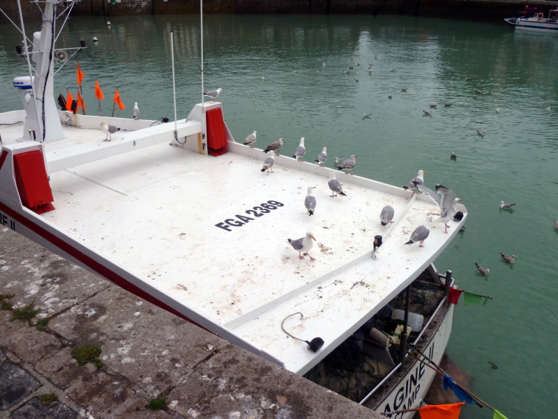 [Vie des ports] Quelques bateaux de pêche (sur nos côtes Françaises) - Page 10 11814_10