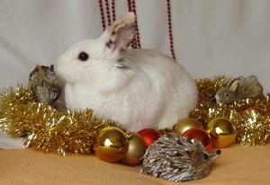 Concours photo de Noël 2012 : Miss et Mister Noël, les résultats ! Miss_c11