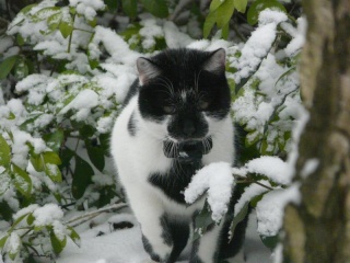Eomer chaton noir et blanc d'un mois  et demi au 22 juin 2009 - Page 3 Ondeco10