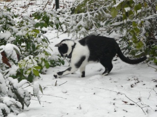 Eomer chaton noir et blanc d'un mois  et demi au 22 juin 2009 - Page 3 Onjoue10
