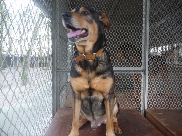 Très urgent - BOUILLE - x berger 8 ans - Spa de Saintes (17) Bouill10