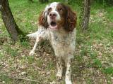 urgent - PASTIS - setter anglais 9 ans - Spa de Saintes (17) Pastis11