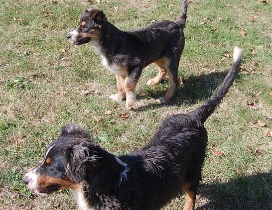 chiots 8 mois tricolore (famille accueil dans le 33) Berger15