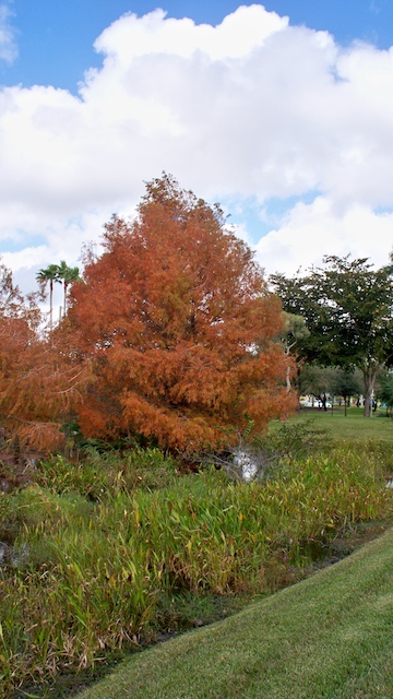Florida Elm in South Florida zone 10c Winter10