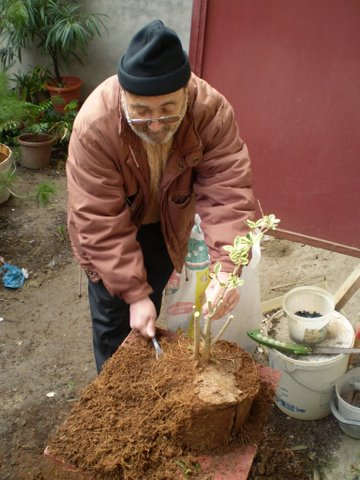 Comment travailler un arbre de pépinière. P1080110