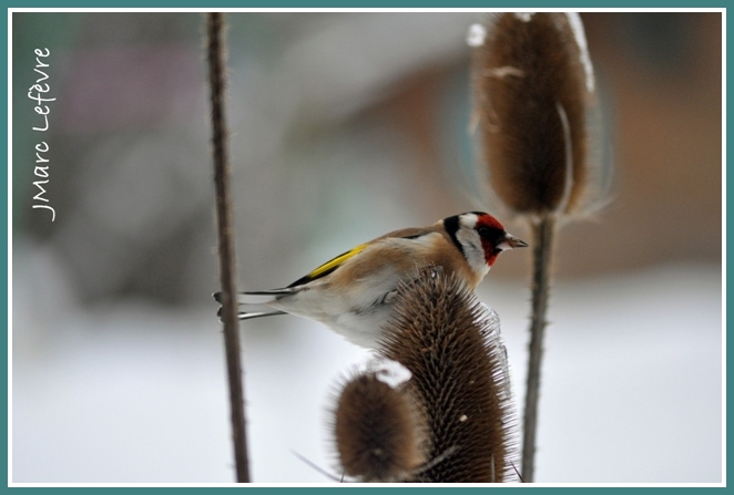 Carduelis carduelis (Chardonneret élégant) Cardue10