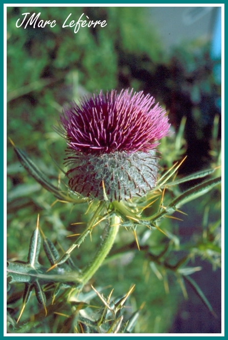 Cirsium eriophorum (Le Cirse laineux) Cirsiu13