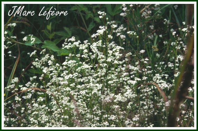 Galium palustre (Gaillet des marais) Galliu10