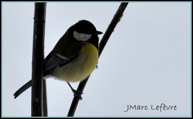 Parus major (Mésange charbonnière) Parus_12