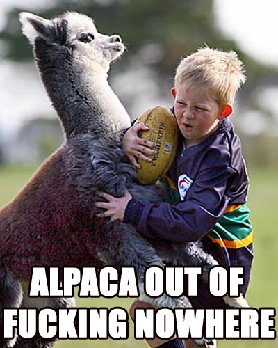 Official Funny Pictures Thread Alpaca10