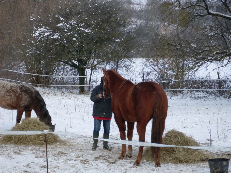 la neige et nos chevaux Sdc11210