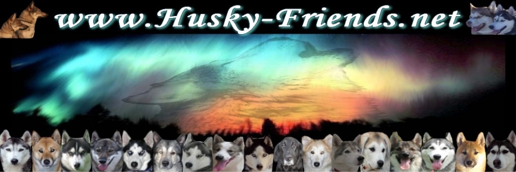Husky-Friends Das Forum Für Liebhaber Nordischerrassen ! Fertig12