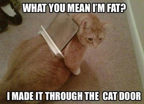 Funny Animal Photos - Page 9 Cat18