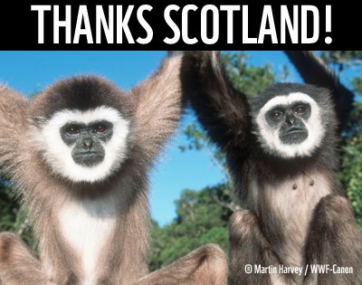 Scotland's Local Authorities in Forest Protection Pledge Thanks10