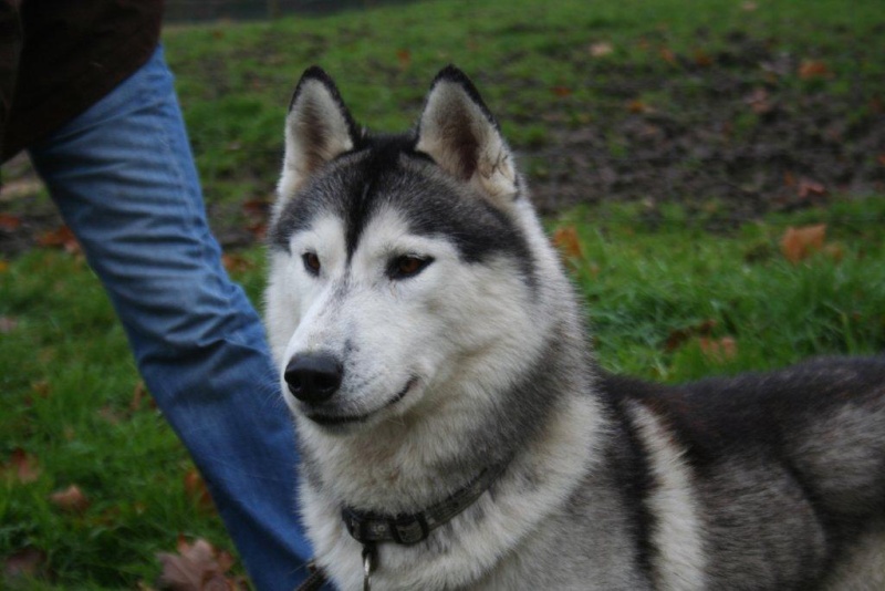 Iakary husky sibérien (m) né 14/07/2009/  REF:4460  ADOPTE 10149210