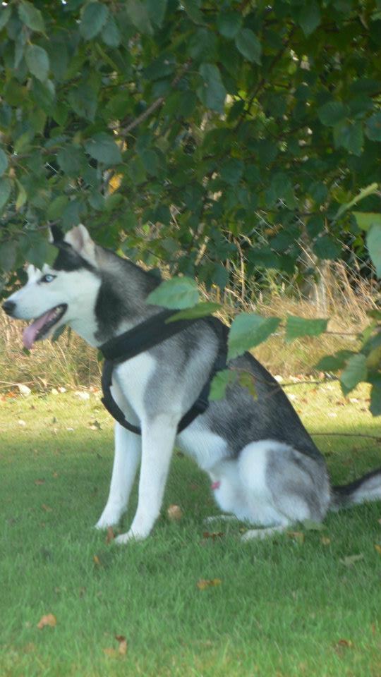 Gallak. Husky Siberien 25/06/11  LOF  Noir & Blanc, yeux bleux PAR :76 ADOPTE 28425111