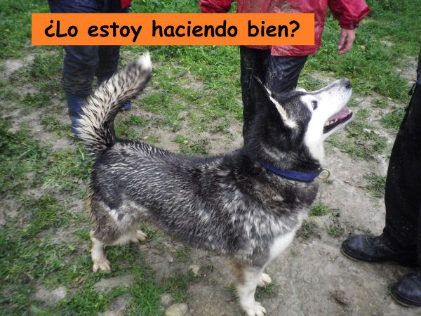 Rubia husky sauvée de l'euthanasie,PAS DE CHATS NEE 12/2005/REFU ESPAGNE ADOPTEE - Page 2 69619_10