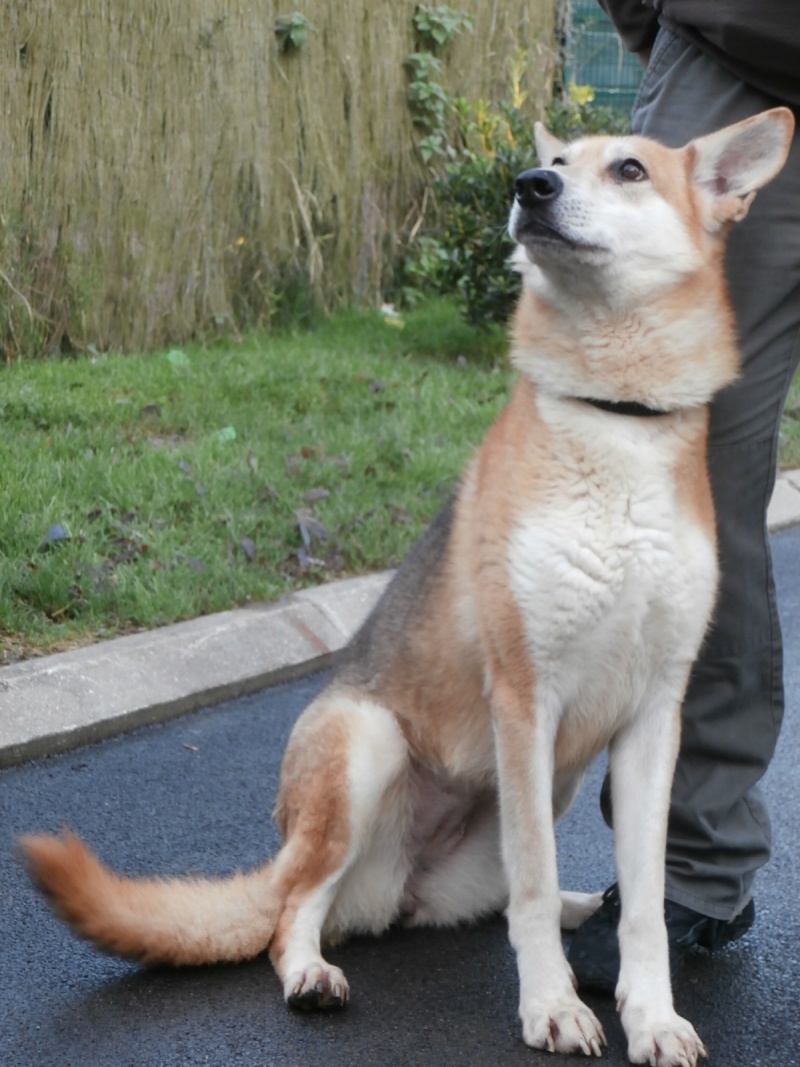 BELLE x loup tchèque 18/01/2006 ok congénères fugueuse.douce REF:62 ADOPTEE Belle110