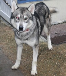 YUKI husky (m) 2 ans ok chiens très gentil REF:76 ADOPTE Box20111