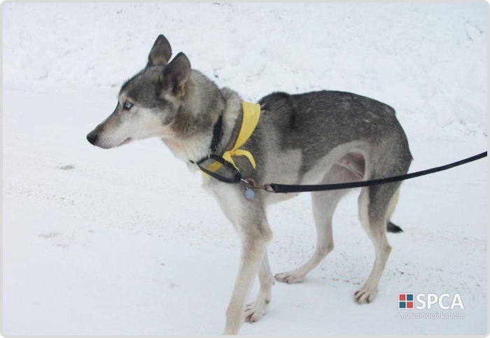 DOUCEUR  x husky (f) gris blanc Ste-Agathe-des-Monts, J8C 3C6 CANADA  ADOPTEE Douceu10