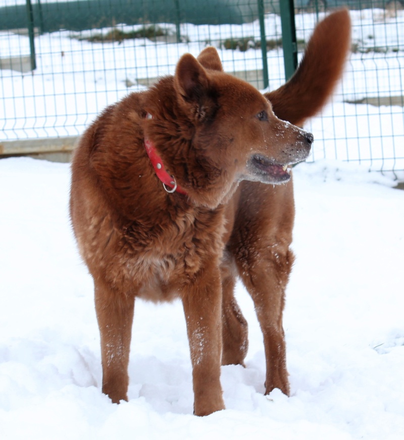 chow - CHAMPION x chow chow (m)NE 1/01/03/ GENTIL ET CALME OK CHATS   REF (08)  ADOPTE - Page 2 Photos14