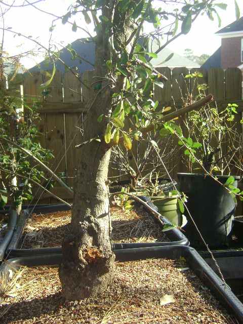 pyracantha Dsc02122