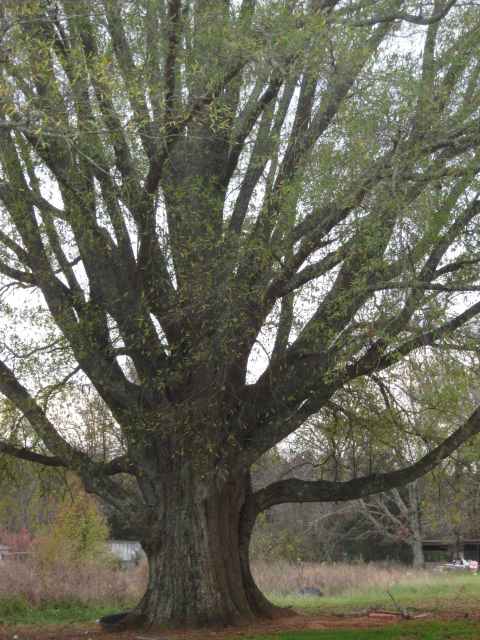 Inspirational Trees - Page 3 Img_1210