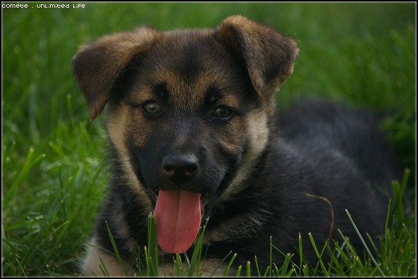 Comète - Chienne - Berger Allemand 18455510