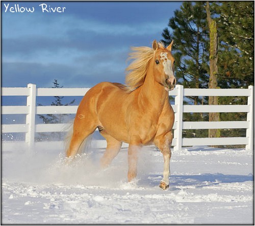 Yellow River - Etalon - Quarter Horse Yellow10