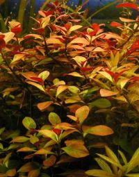 Vends ludwigia repens - CLOS Ludwig10