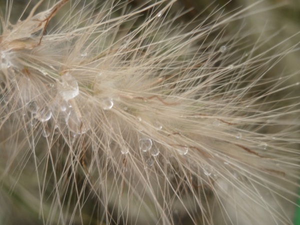 Quelle est la plue jolie photo de pluie ou brouillard, notre 10ème concours.... - Page 3 Biggi10