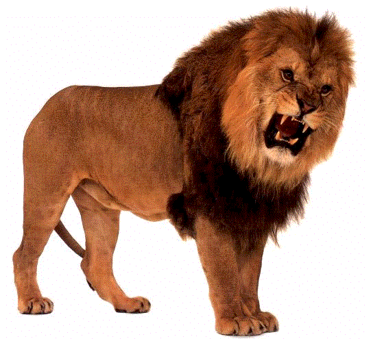 Animal : le lion Lion5g10