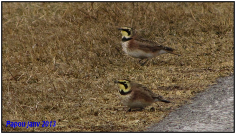 Quelques oiseaux prit hier a Baie du Fèvre Papou_35