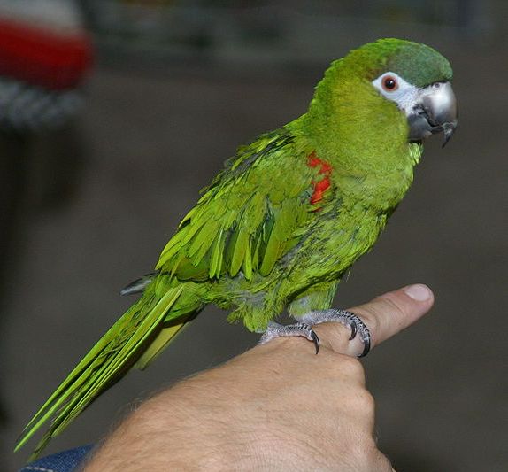 mini macaw Hahns_13