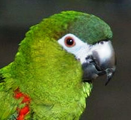 mini macaw Hahns_15