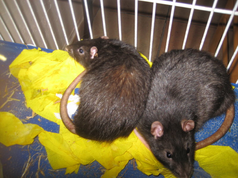 4 rats adorables (lagrangedespetitsnac 27) A adopter par 2 ou 4 . Img_0210