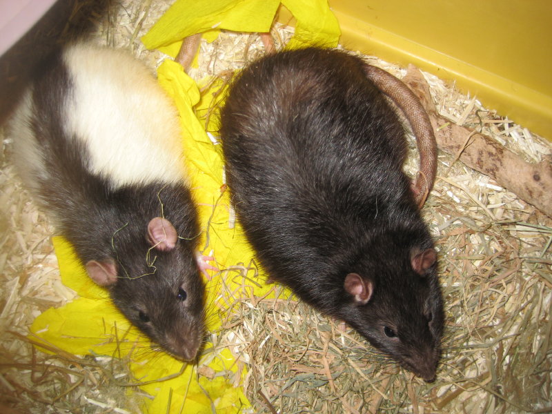 4 rats adorables (lagrangedespetitsnac 27) A adopter par 2 ou 4 . Img_0211