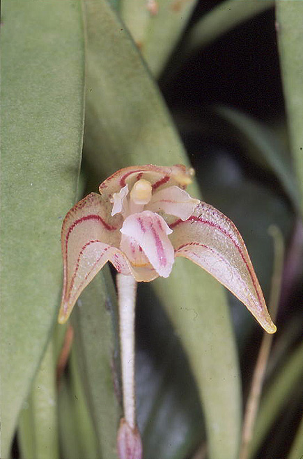 Masdevallia campyloglossa ssp.ortgiesiana M_018f10