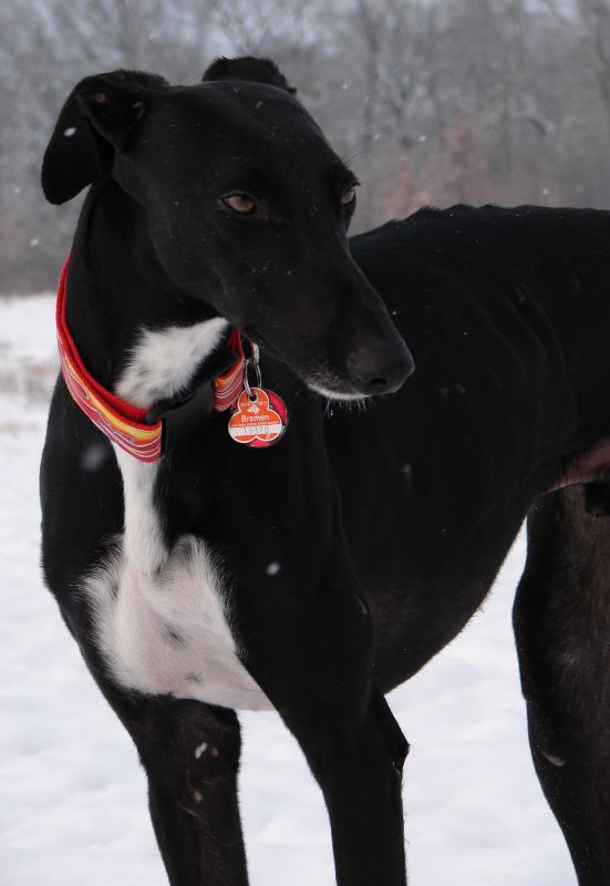 Galgo Mauro aus Andalusien sucht ... -Galgo-Lovers- Mauro211