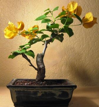 My bonsai collection Getatt12
